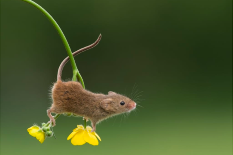 Photographer Captures The Joyfulness Of Tiny Harvest Mice Playing In Nature 1