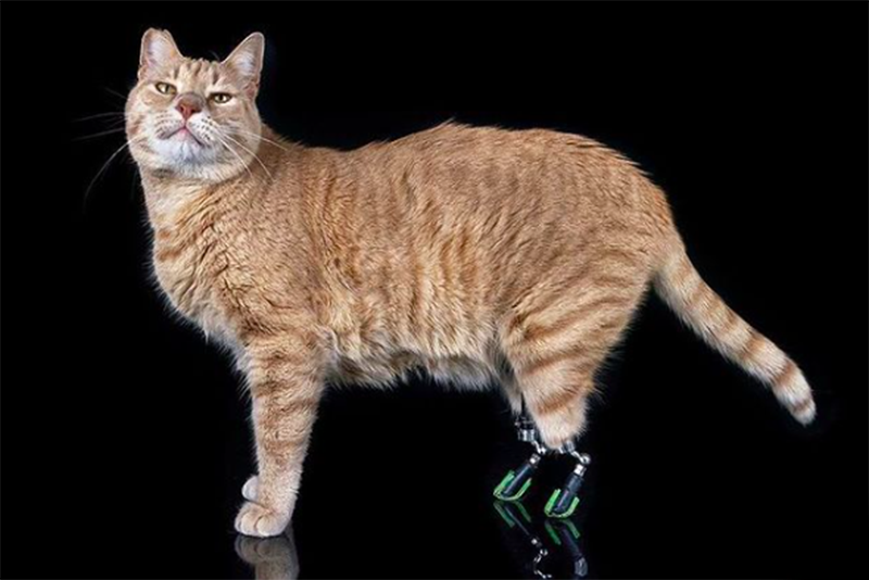 Brave Cat Sporting New Prosthetic Legs Is Dubbed A Superstar 1