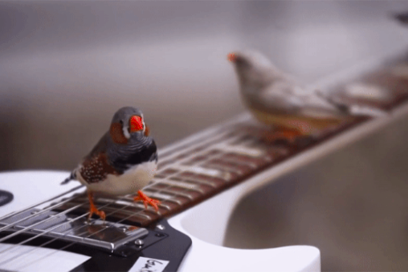 Zebra Finches Creates Unique Music In Room Full Of Electric Guitars 1