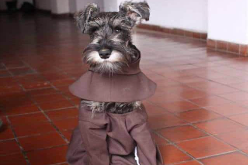 Adorable Stray Dog Given New Forever Home At Monastery And Now Lives Like a Friar 1