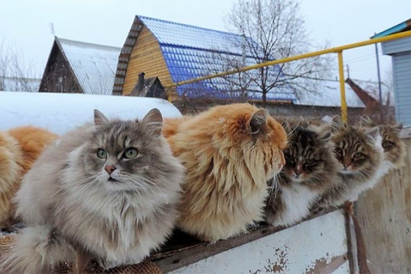 Farm Becomes Beautiful Cat Land Filled With Fluffy Siberian Cats 1
