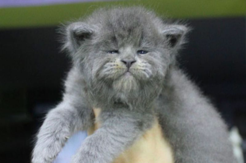 Adorable Newborn Maine Coon Kittens Looks Like Tiny Grumpy Old Men 1