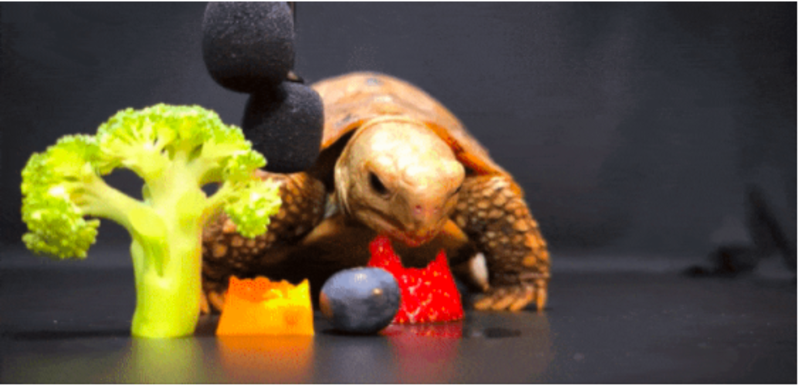 Tortoise Becomes ASMR Star While Eating Variety Of Fruit And Veg 1