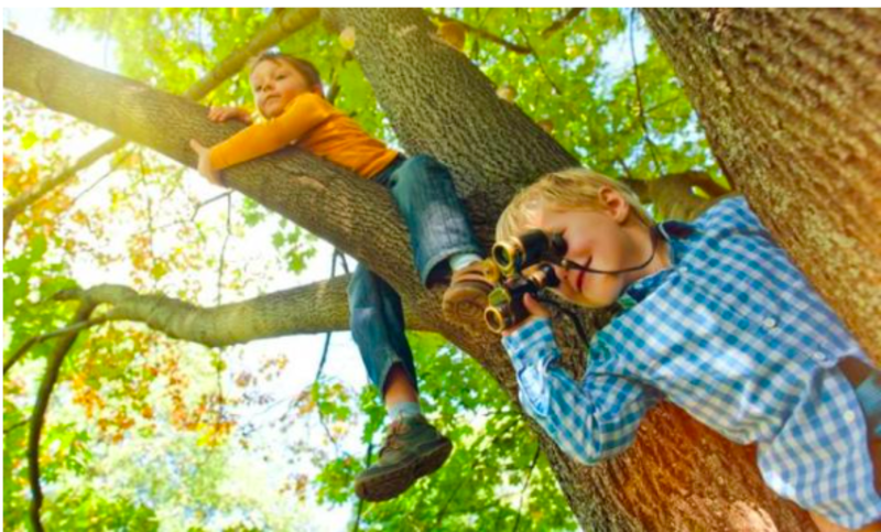 Study Discovers That Trees Improve Cognition In Kids’ Brain Development 1