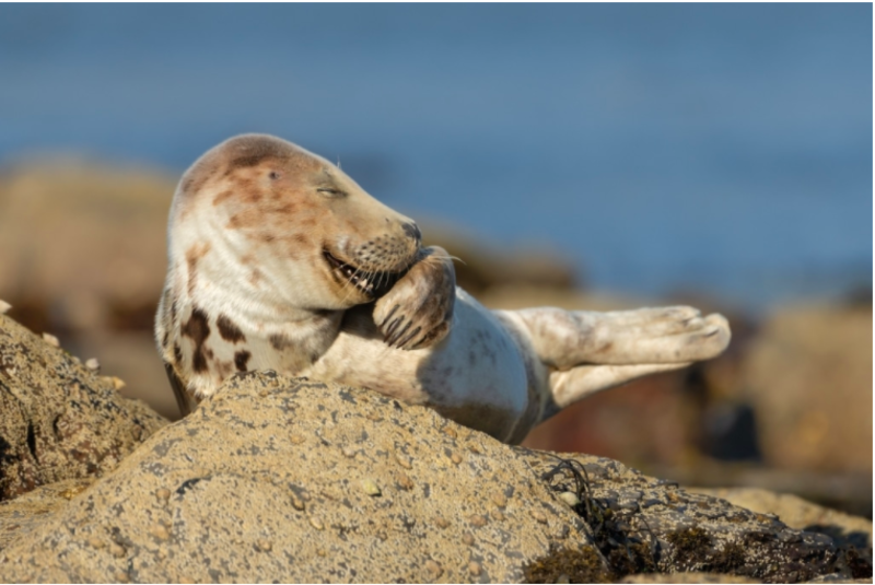Comedy Wildlife Photography Awards 2021 Reveal Hilarious Finalists 1
