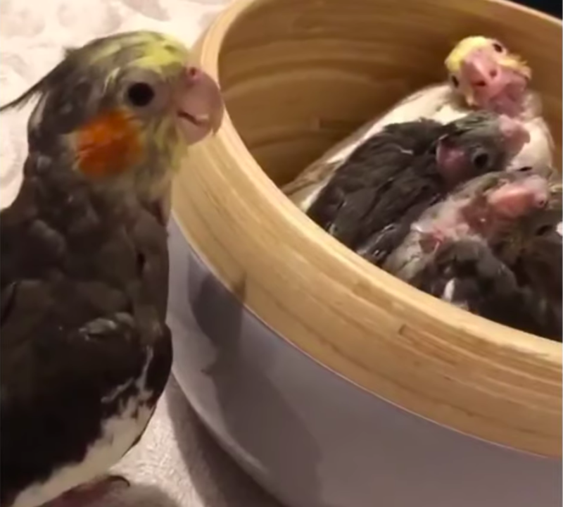 Adorable Cockatiel Play Peekaboo With Little Baby Birds 1