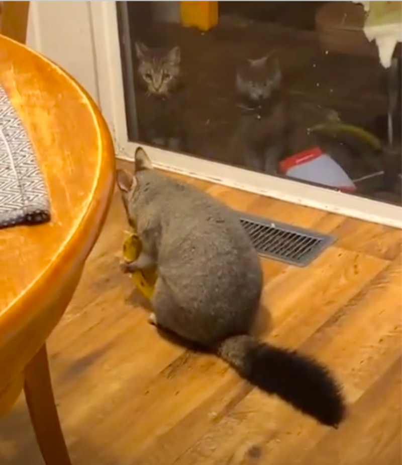 Cat Owner Though Cats Were Causing Trouble Just To Discover It’s Another Unexpected Visitor 1
