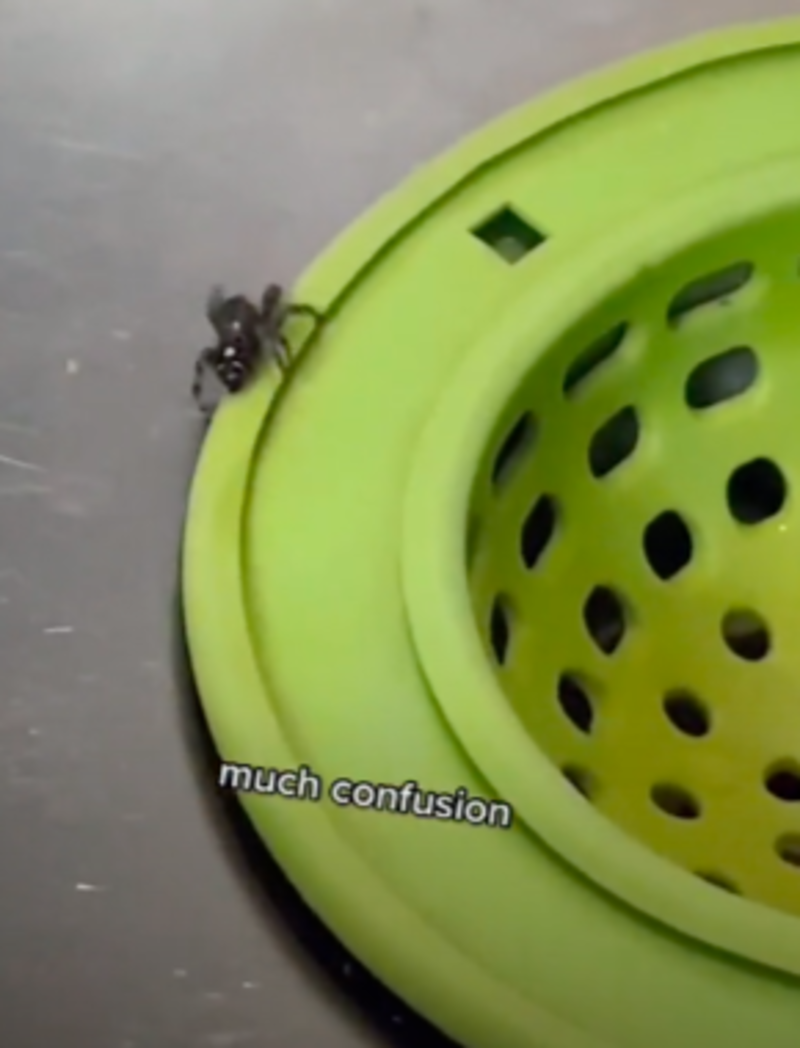 Woman Dedicated To Save Spider In Sink Leaves Cutest Notes For Partner To Save Him 1