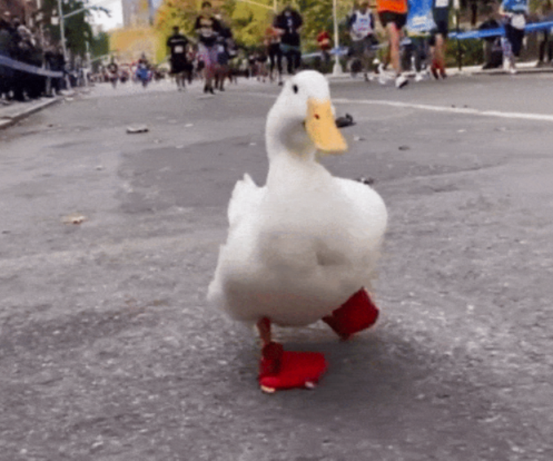 Cute Duck Runs New York City Marathon In Own Custom Duck Shoes 1