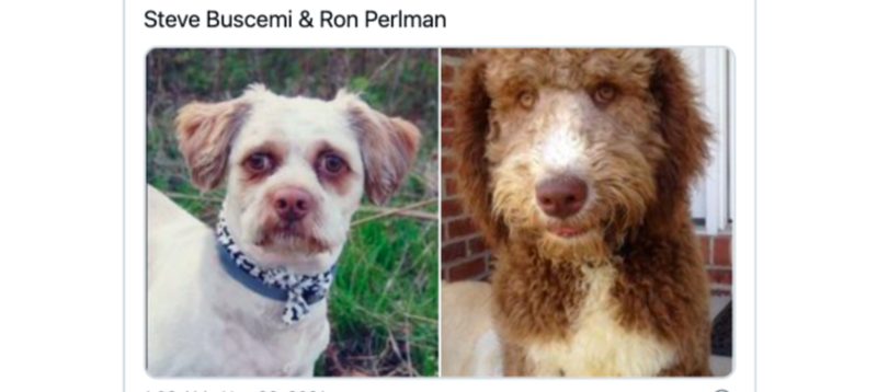 Viral Twitter Series Reveals Shocking Resemblances Between Dogs And Celebs 1