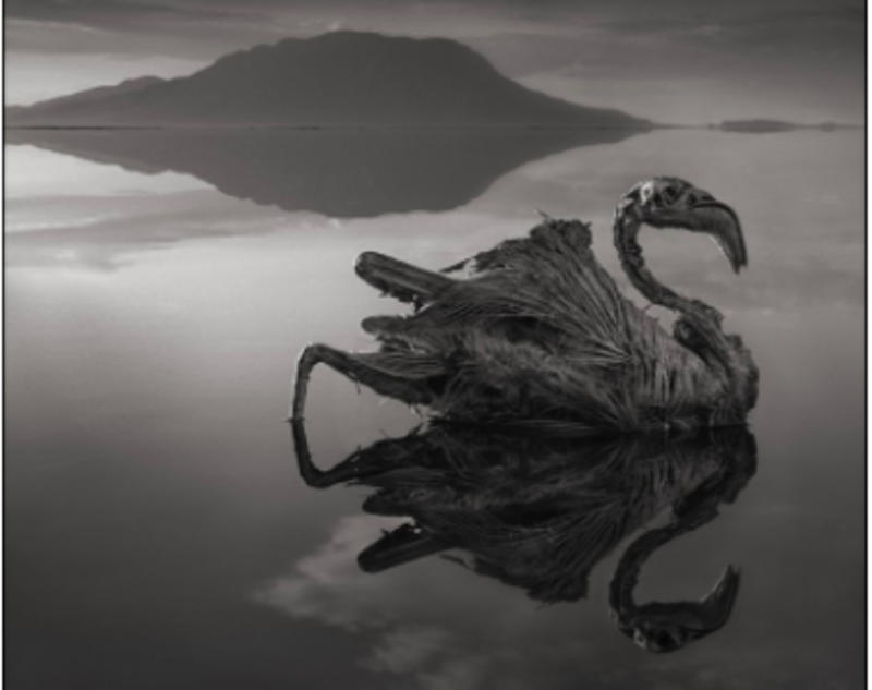 Lake Natron In Africa  Turns Animals Into Stone 1