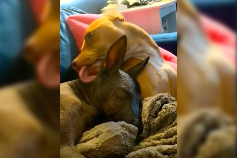 Rescue Dog Relieves Anxiety By Obsessively Kissing Her New Hairless Sister 1