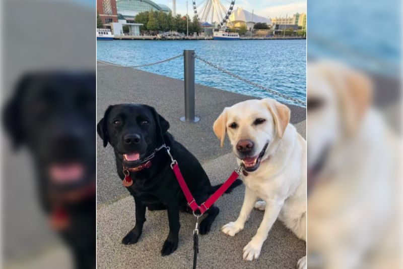 Support Dog Always Informs Her Deaf Sister When They Are Going For a Walk 1