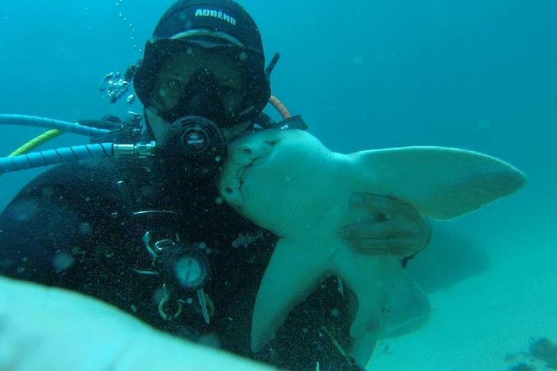 Shark Recognises Diver And Swims Up To Him For a Cuddle Every Day 1