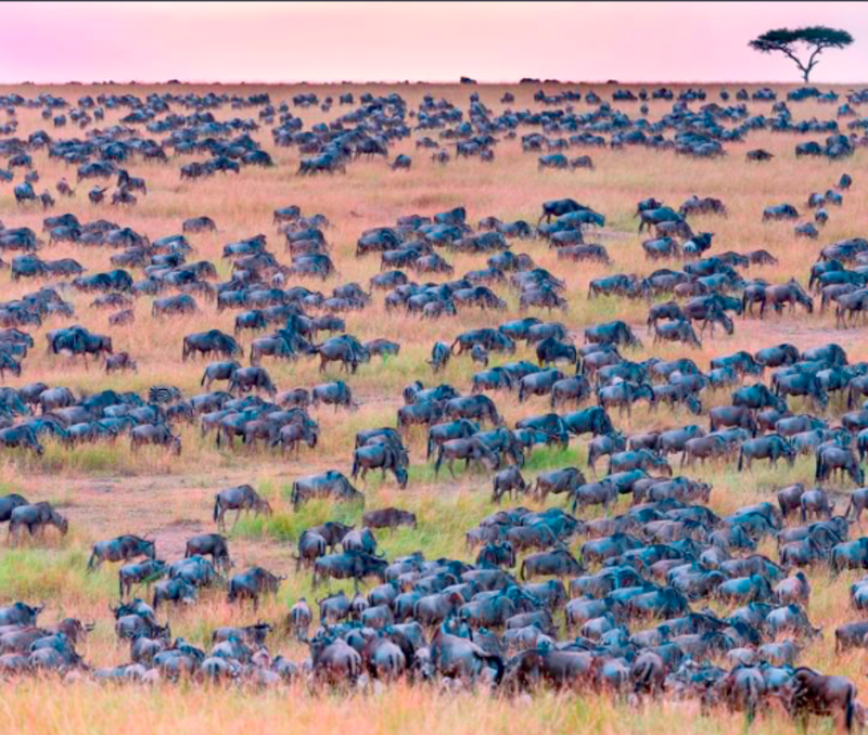 Spot The Zebra In This Herd Of Wildebeest 1