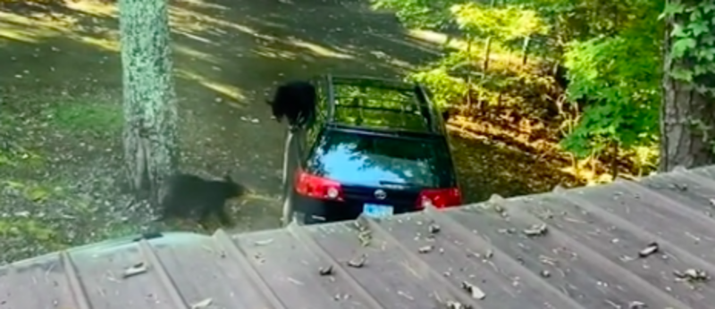 Guy Helplessly Had To Stand By While Bear Cubs Discover His Open Car Window 1