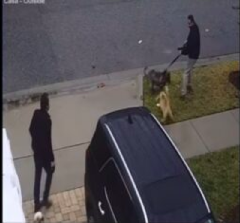 Brave Cat Steps In After a Dog Was Bullying His Brother 1