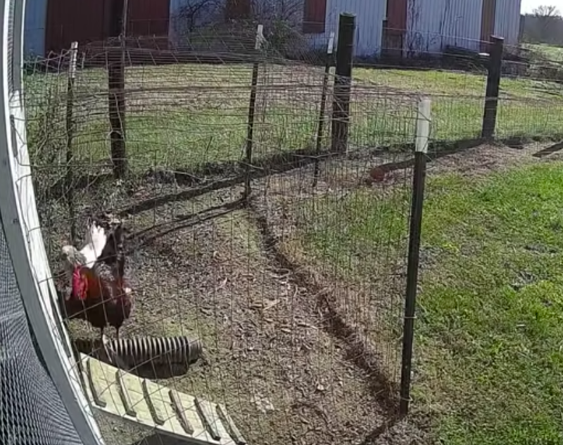 Hero Rooster Saves Girlfriend From Attack By a Hawk 1
