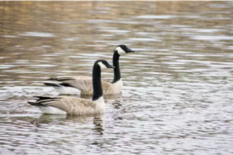 Worried Girlfriend Goose Tracks Down Boyfriend Goose Who Was Taken To The Hospital 1