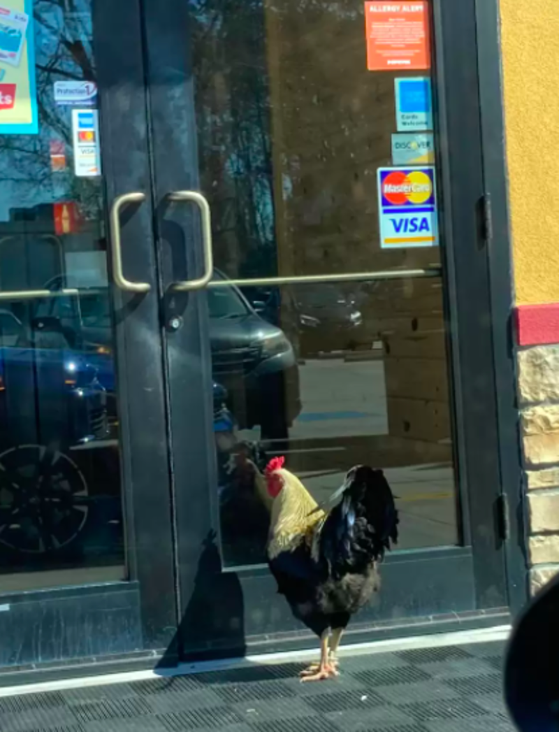 Lost Rooster Makes Popeyes His New Residence After Hurricane 1
