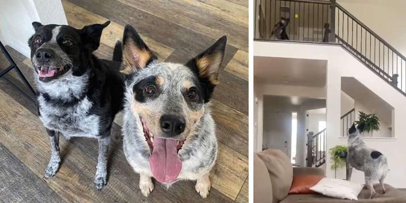Two Clever Dogs Invent New Fun Way Of Playing Fetch Together 1