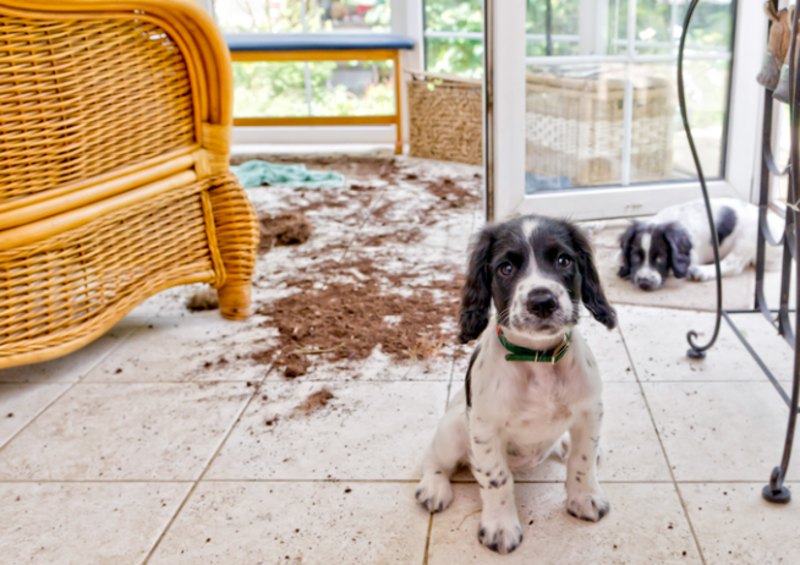 How To Puppy-Proof Your House 1