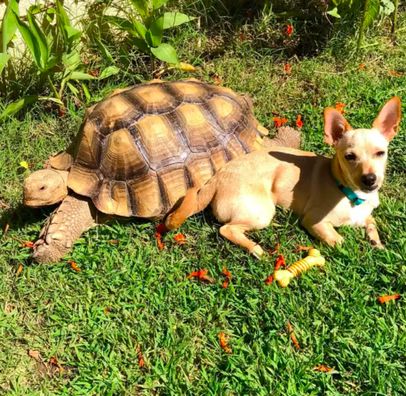Little Dog Brings Different Kinds Of Sticks To His Best Friends All Day Long 1
