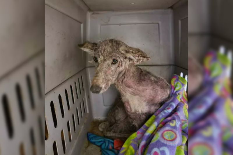 DNA Test Reveals Identity Of Mystery Animal Found Outside Woman’s Door 1