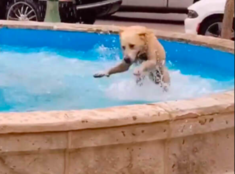 Sweet Dog Living His Very Best Life And Enjoying The Smaller Things In Life 1