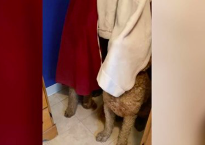 Dogs Immediately Make Themselves Invisible Every Time Mom Runs The Bath 1