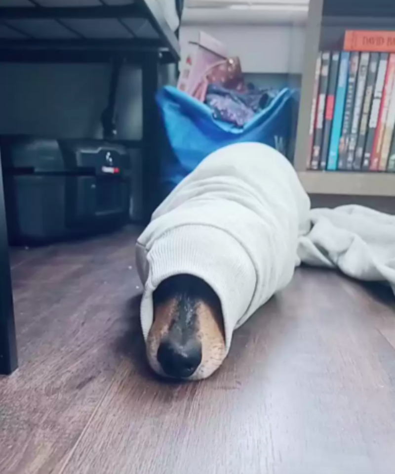Dog Constantly Gets Himself Stuck In Sleeves Of Mom's Sweaters 1