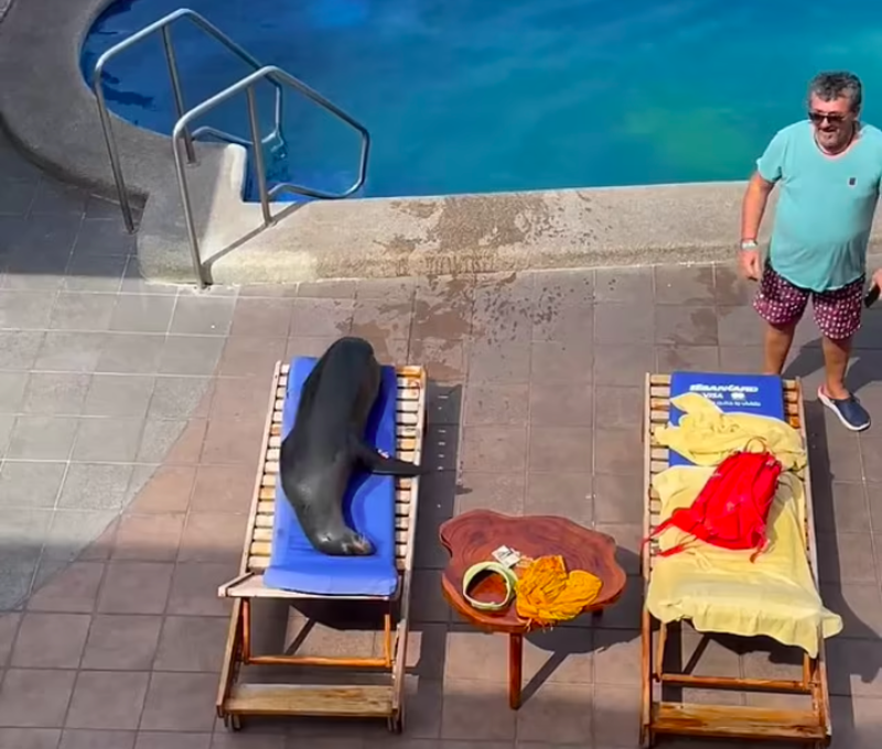 Wendy The Sea Lion Invades Vacation And Decided To Get Comfy On One Man’s Sunbed 1