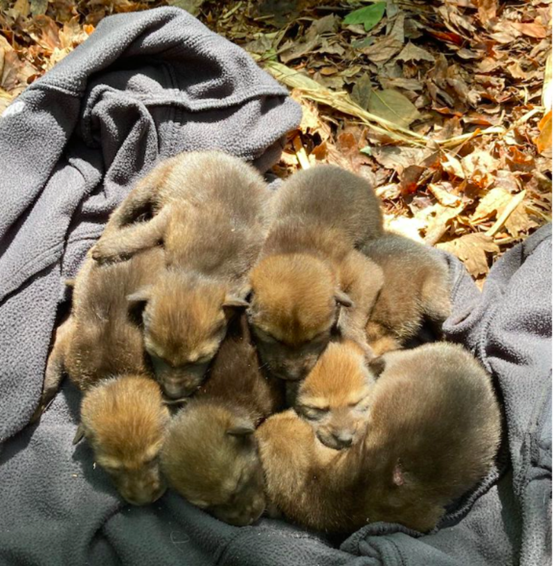 Cutest Litter of Endangered Red Wolf Pups Gives Hope For At-Risk Species 1