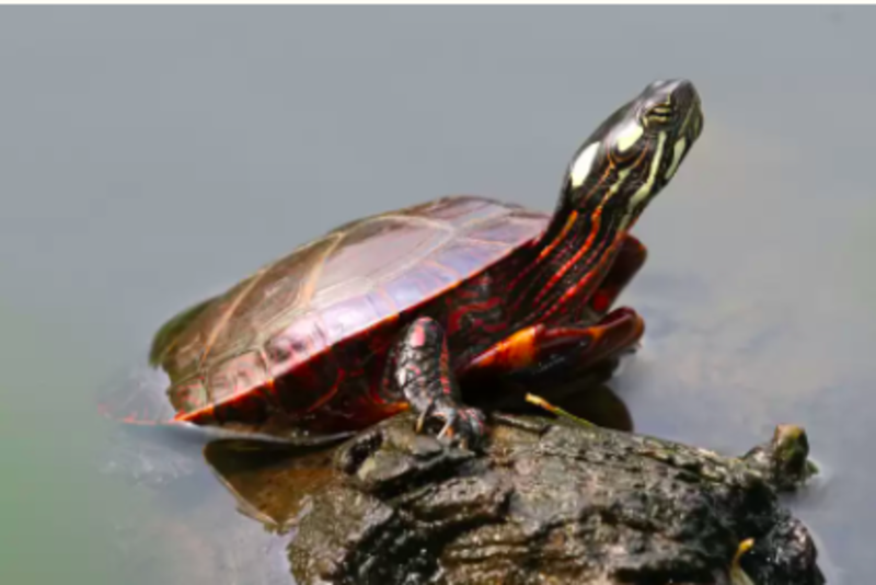 Adorable Turtle Has Most Annoying Way Of Flirting With His Crush 1