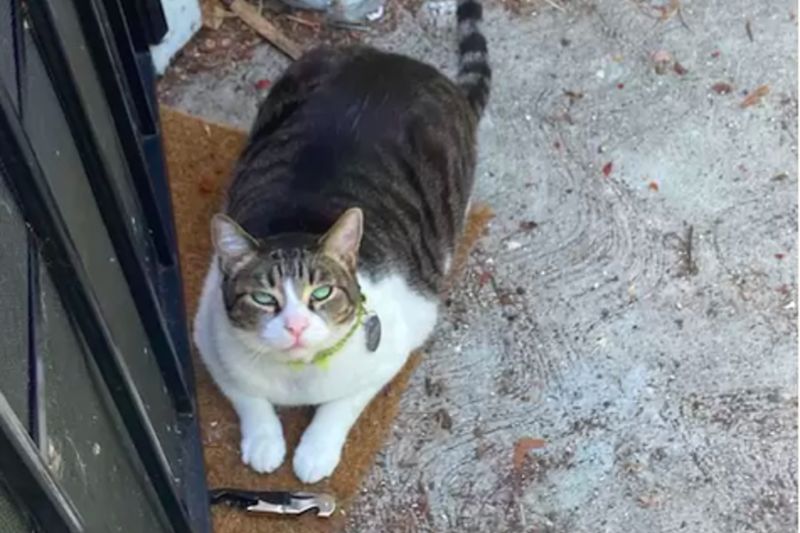 Sneaky Cat Brings Mom Weirdest Gifts He Stole From The Neighbours 1