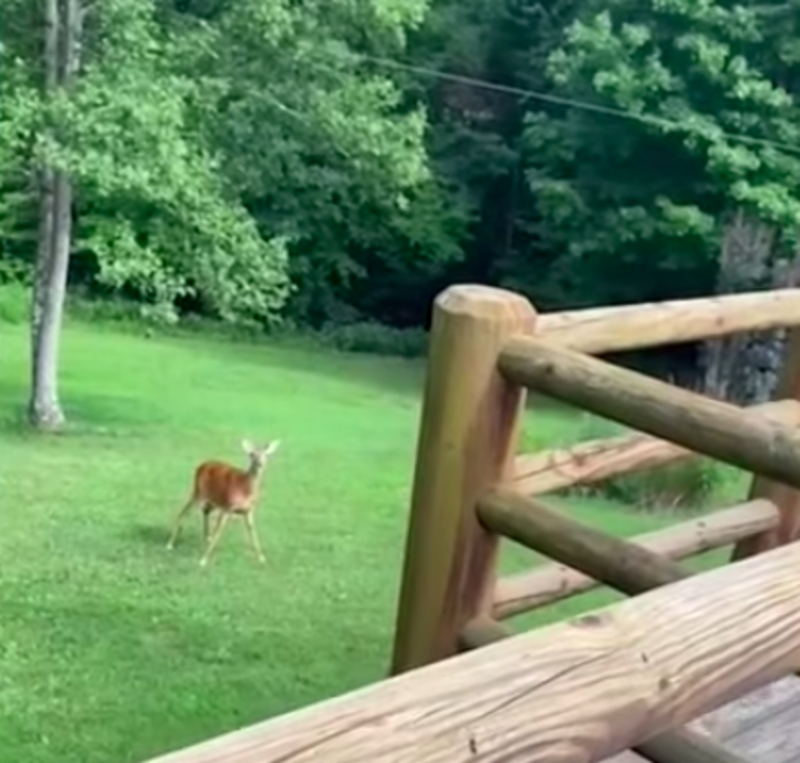 Mama Deer Comes To Aid After Hearing Human Baby Crying 1