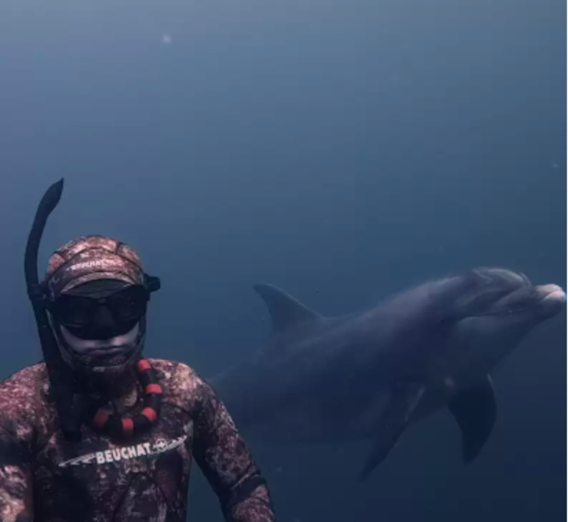 Wild Dolphin Befriends Diver And Invites Him To Play Fetch 1