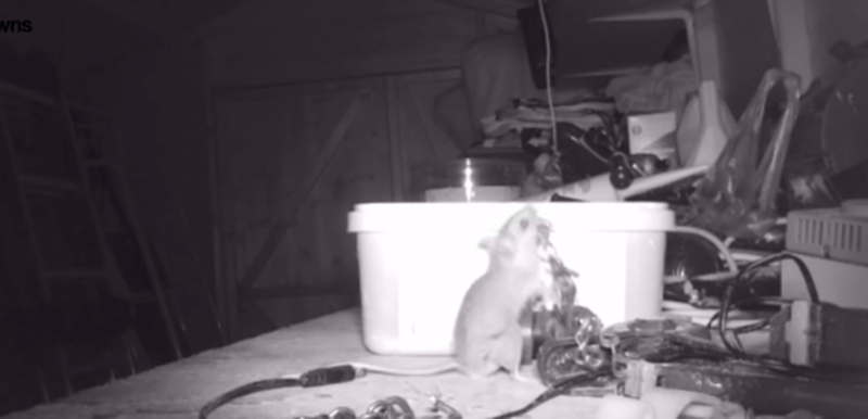 Tiny Mouse Help Retired Electrician’s Tidy Up His Tool Shed Each Night 1