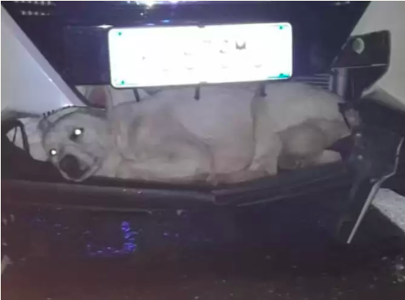 Dog Survives Accident With Car In Most Incredible Way 1