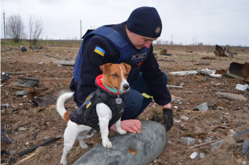 Bomb-Sniffing Dog’s Heroism Recognised And Honoured With a Medal By Ukraine President 1