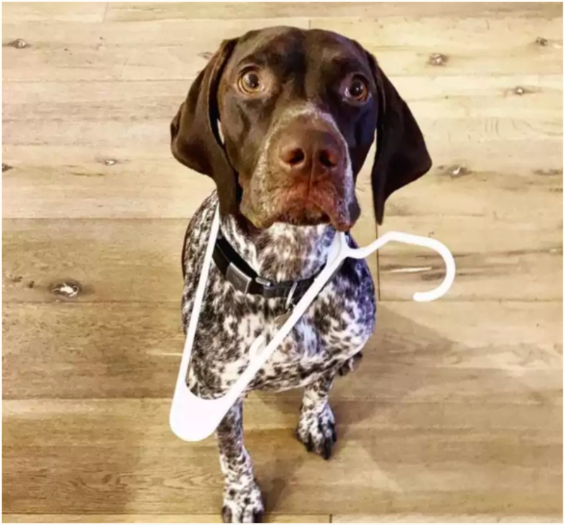 Dog Brings Mom Random Gifts To Get Her Out Of The Shower 1