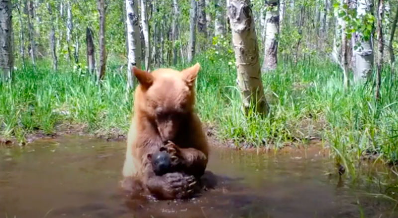 Bear Captured On Camera Having The Best Time In Puddle With Toy Bear 1