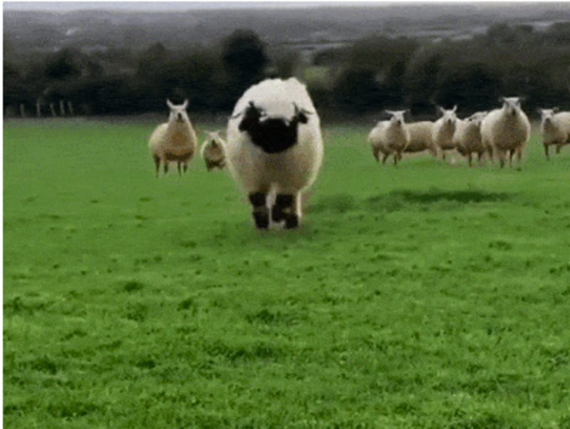Adorable Sheep Hops Across Field To Receive a Tasty Sweet Treat 1