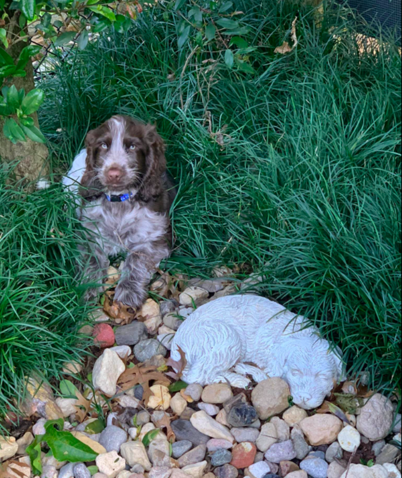 Family Touched To See New Pup Visiting Same Special Spot In Yard 1