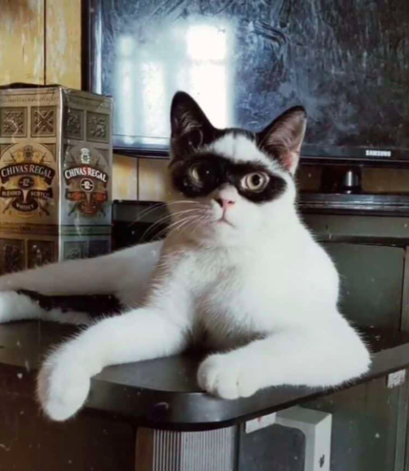 Adorable Cat Nicknamed Zorro Mask-Like Marking 1