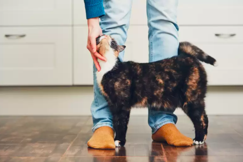Cats Tend To Attract More To People Who Are Not Cat People 1