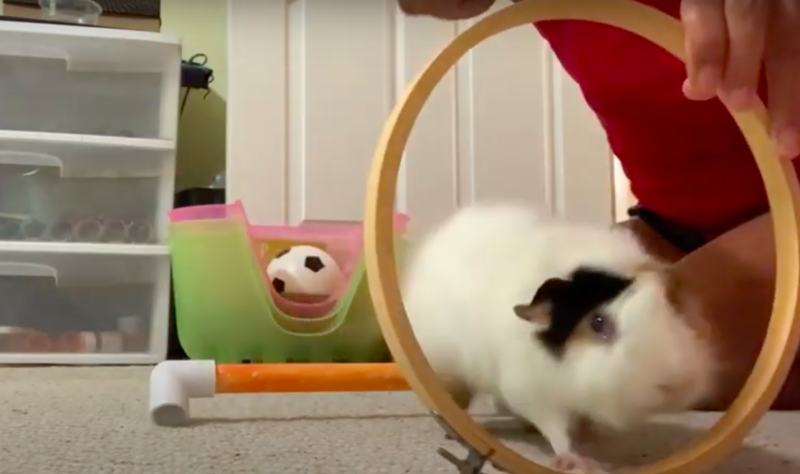 Adorable And Clever Guinea Pig Performs Several Tricks in One Minute 1