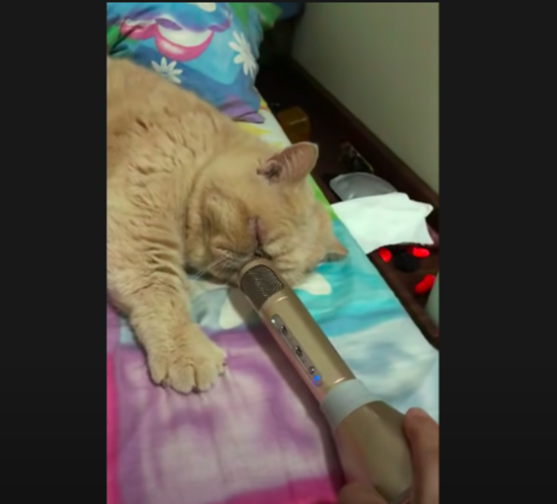 Snoring Cat Hilariously Amplified With Microphone 1