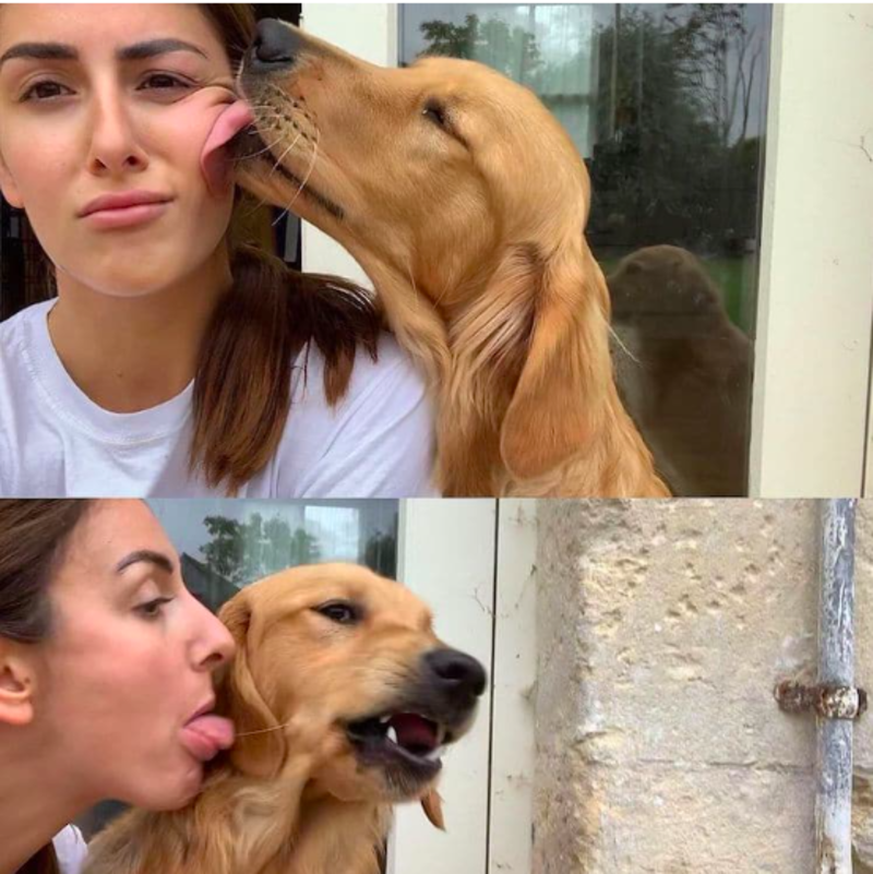 Woman Shares Photographic Proof of Unbreakable Bond With Her Dogs 1