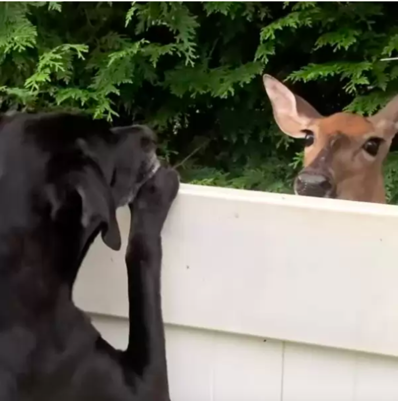 Deer And Dog Build Strong Friendship Over Fence 1